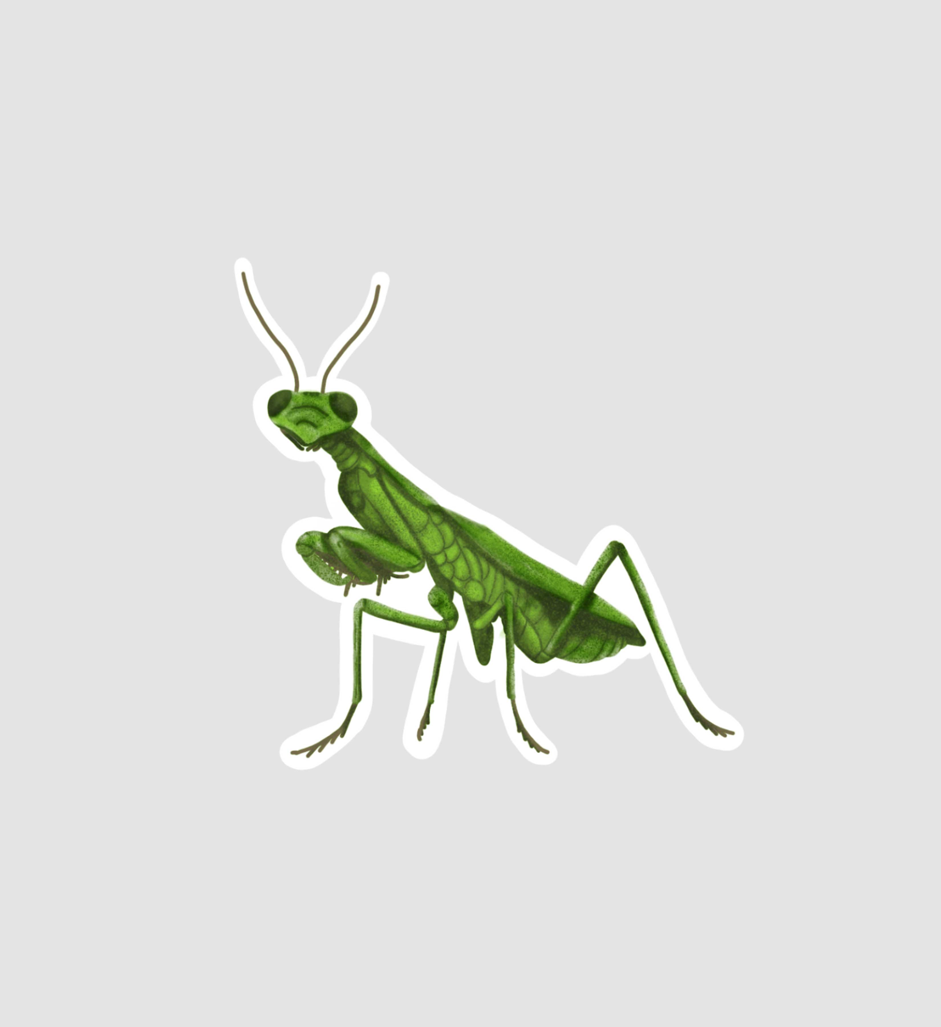 Praying Mantis Sticker