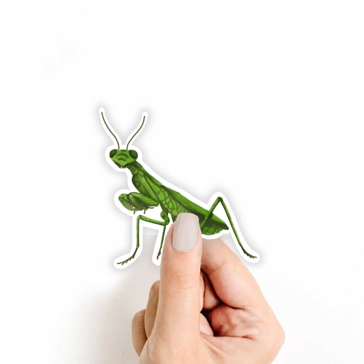 Praying Mantis Sticker