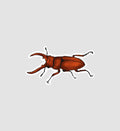 Stag Beetle Sticker