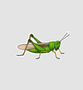 Grasshopper Sticker